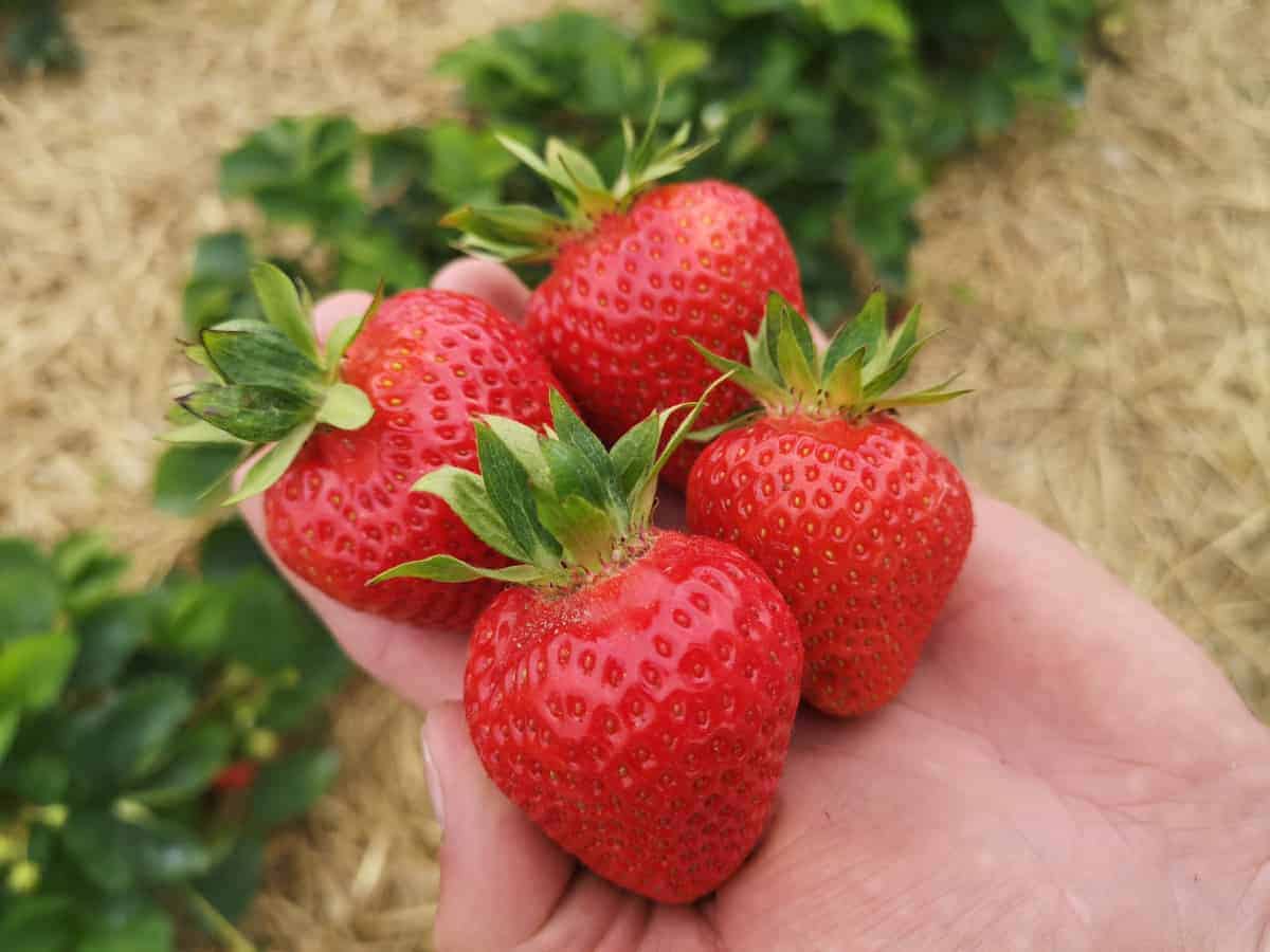 Nowe odmiany truskawek do mechanicznego zbioru 