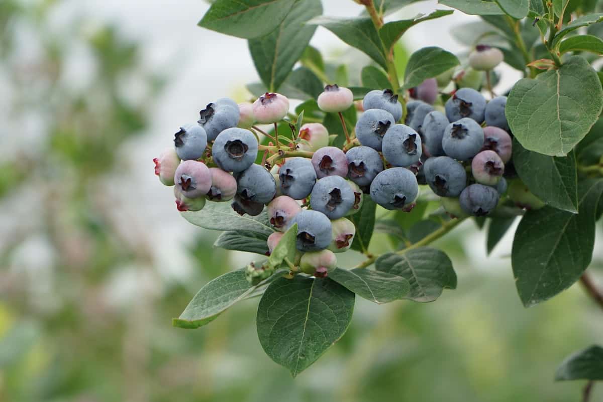 Co powinien wiedzieć każdy plantator przed sezonem?