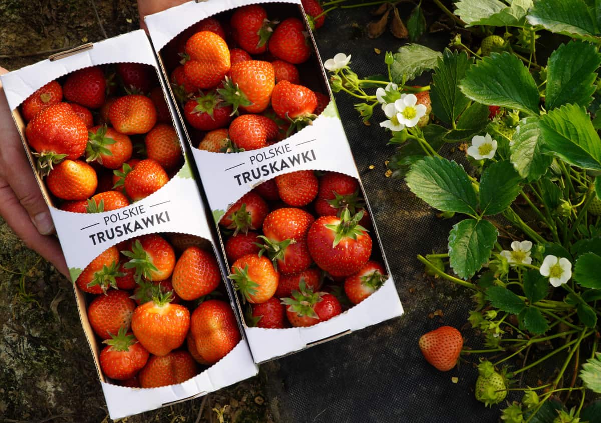 Polskie truskawki są najlepsze! Jak je rozpoznać?