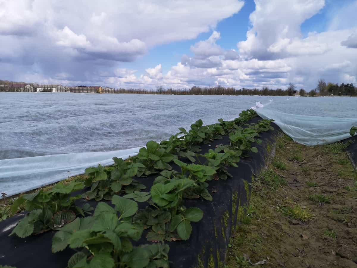 Wracają przymrozki. Przy gruncie nawet minus 5 stopni