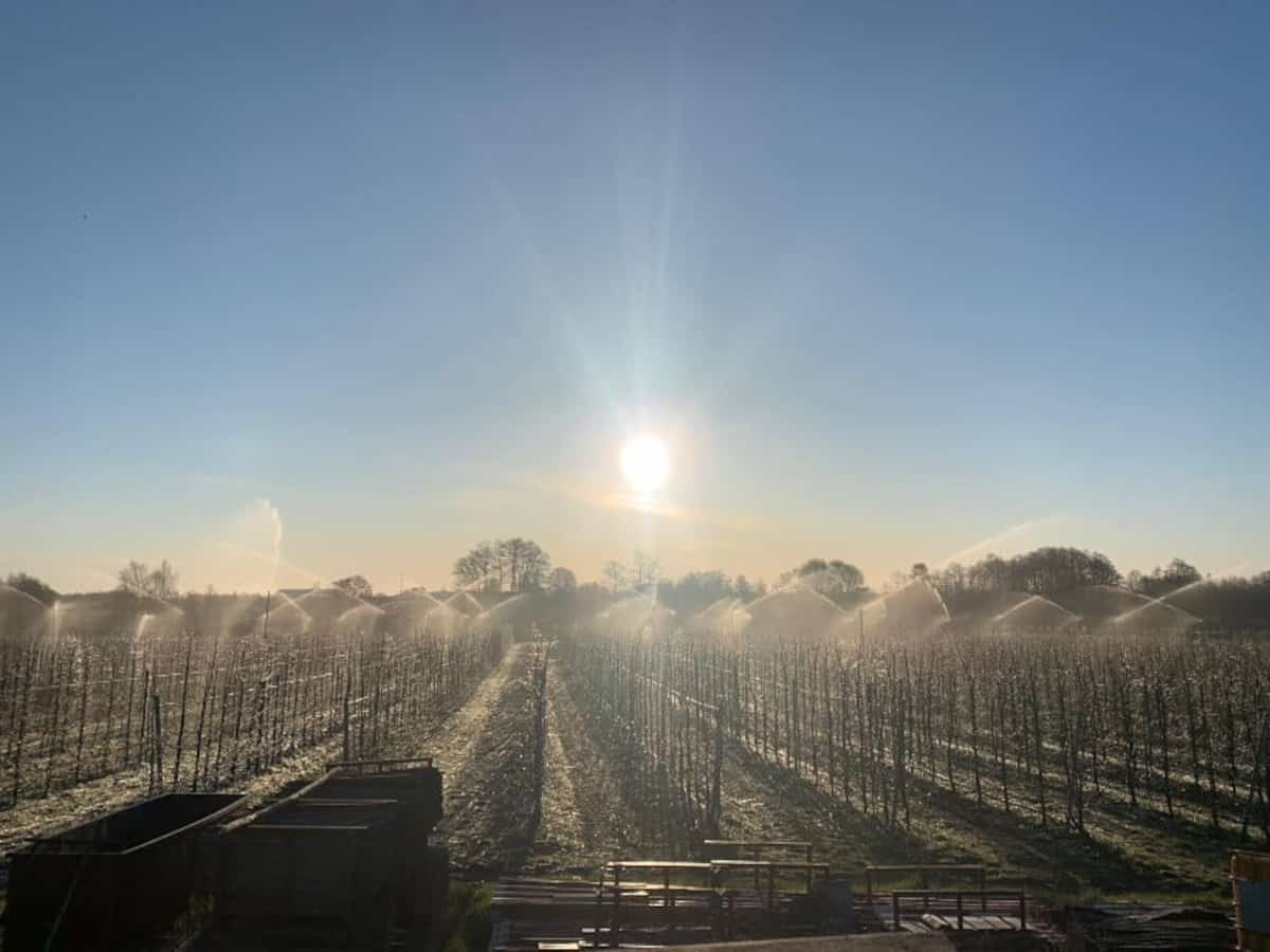 Przymrozki spowodowały straty w holenderskich sadach 