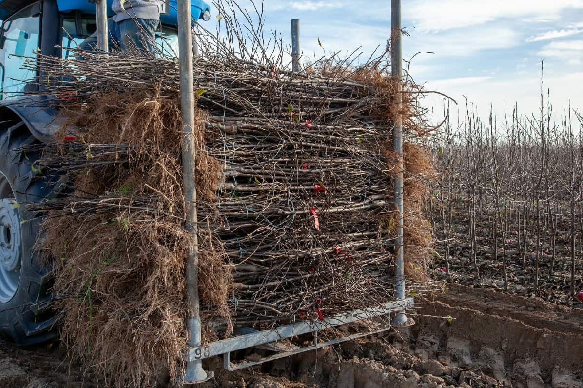 Jakich drzewek poszukują sadownicy?