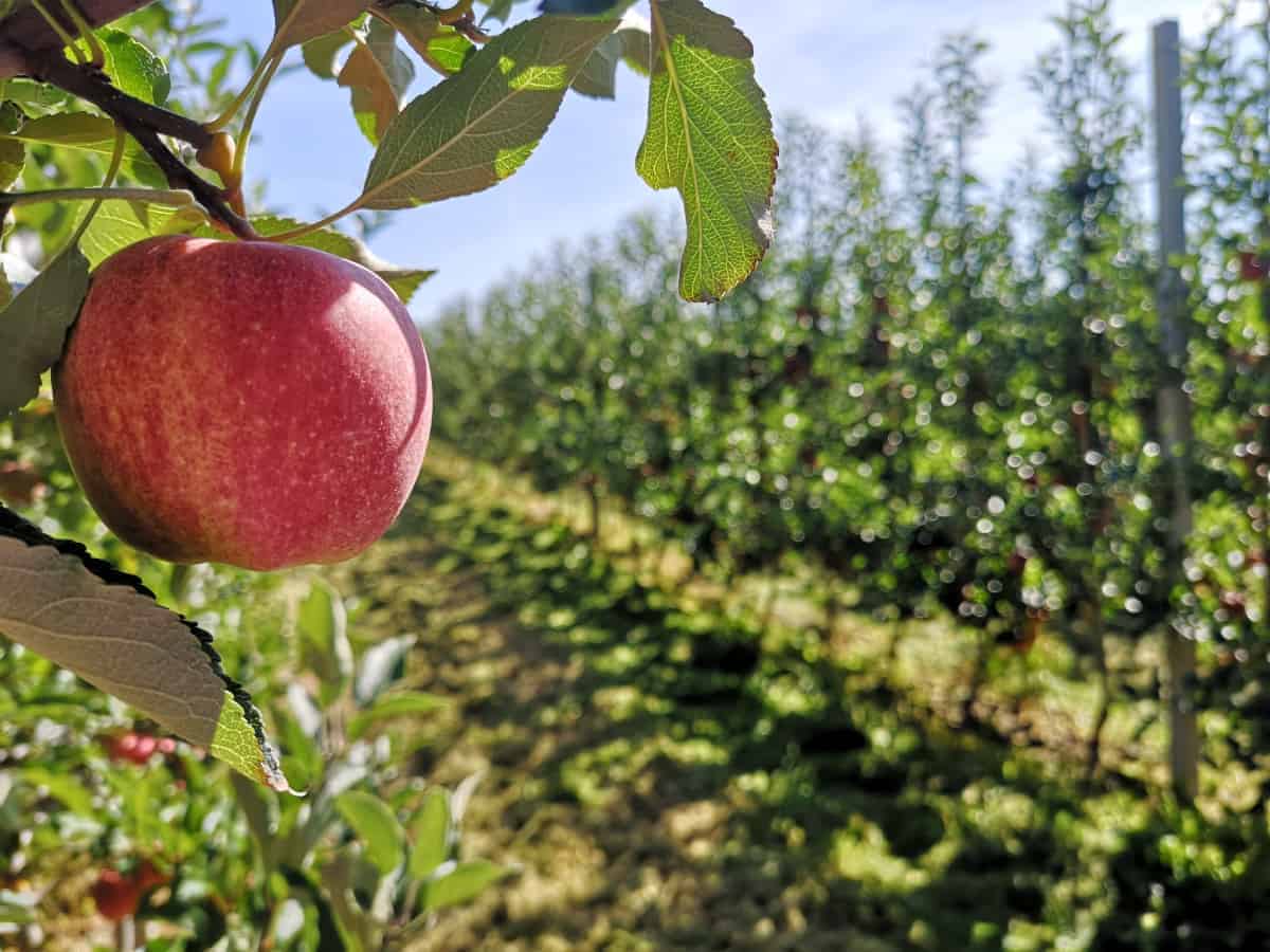 Rozwój małych gospodarstw – duże zainteresowanie wsparciem