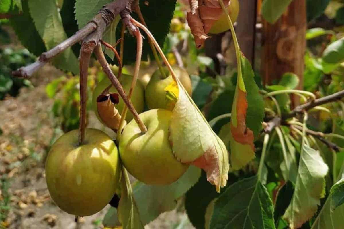 Pomoc suszowa - usprawnienia aplikacji