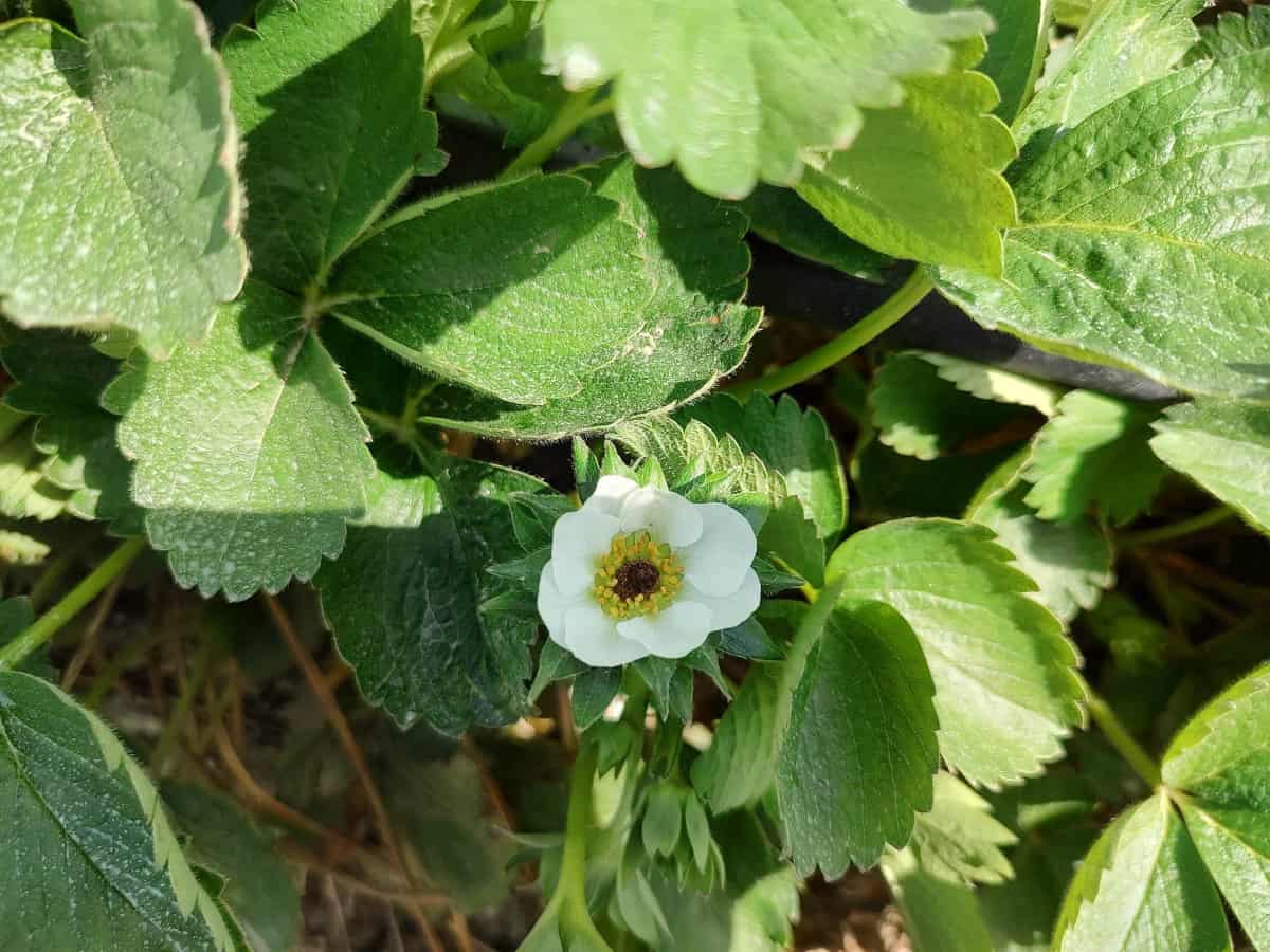 Alerty IMGW: Przymrozki i intensywne opady deszczu