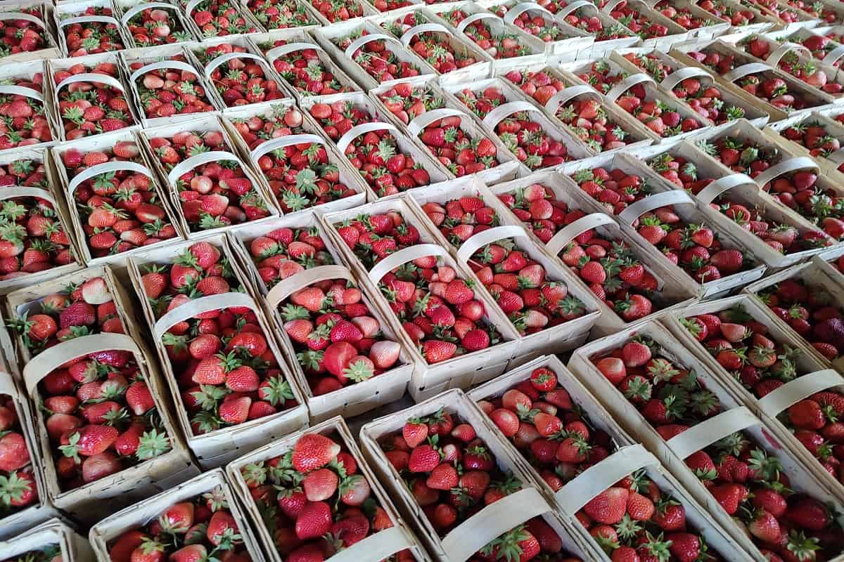 Ceny truskawek na Giełdzie Goławin [16.06.2023]