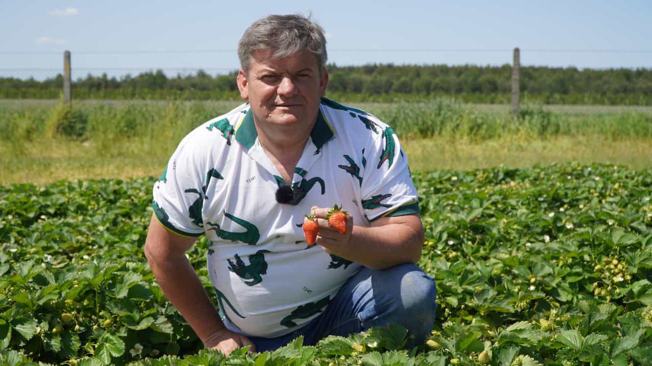 Komunikat dla truskawek Zbigniew Marek 5.06.23