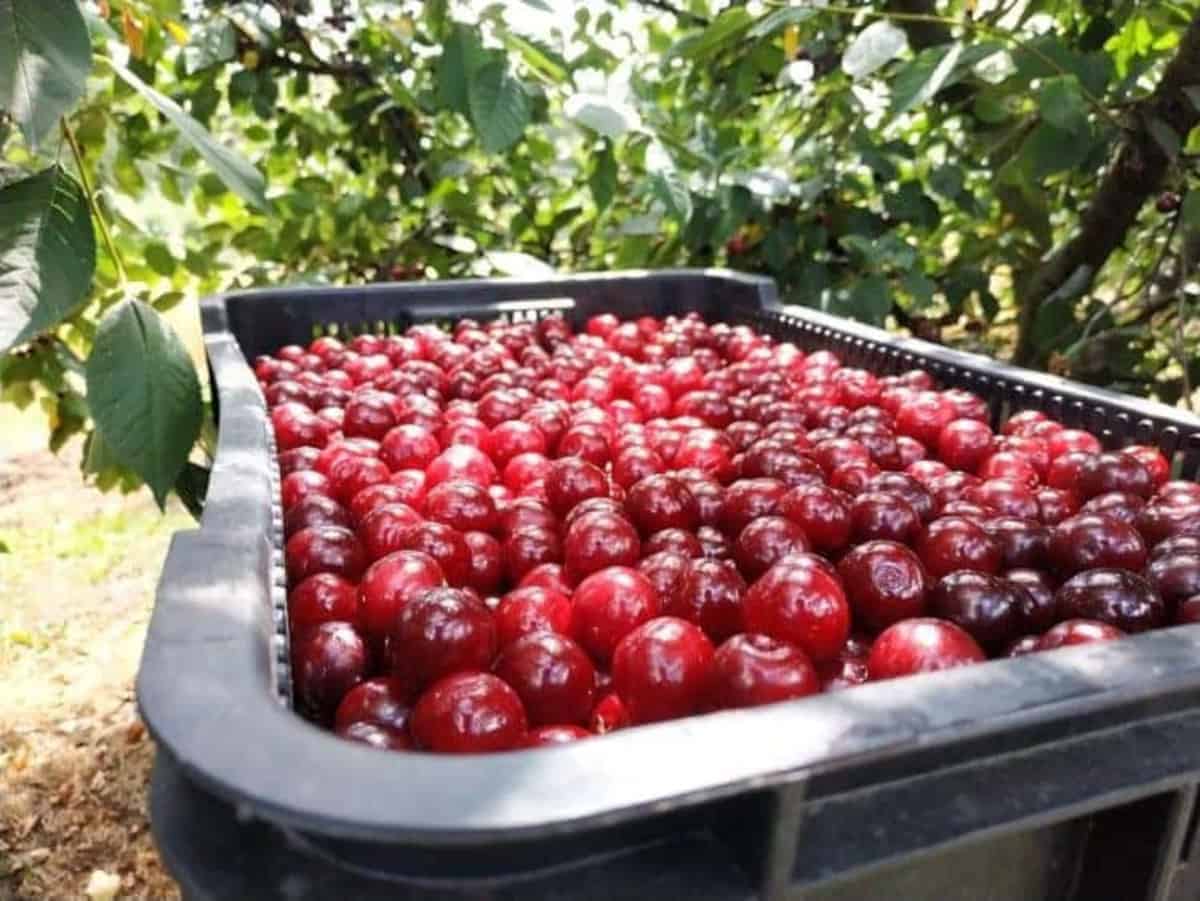 Wiśnia nadwiślanka – powody, dla których naprawdę warto jej spróbować