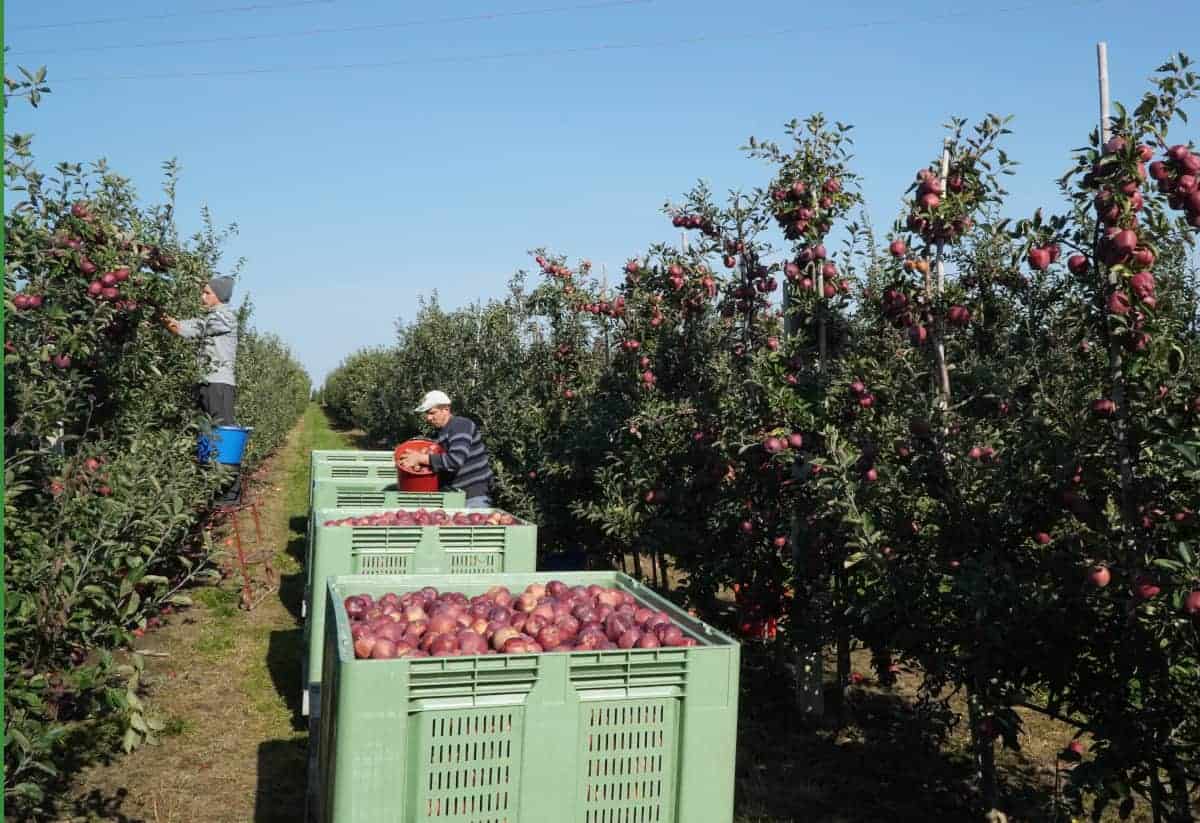 Ponad milion ton jabłek mniej niż w ubiegłym sezonie