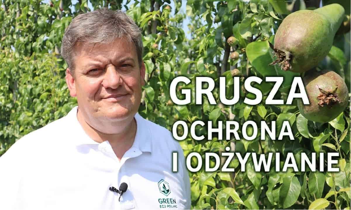 Ochrona i prawidłowe odżywianie gruszy Konferencji