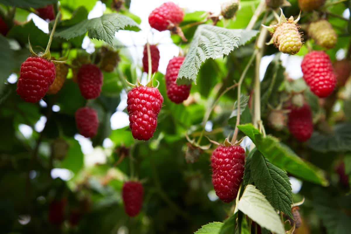 Afera malinowa. CBA sprawdzi czy doszło do zmowy cenowej