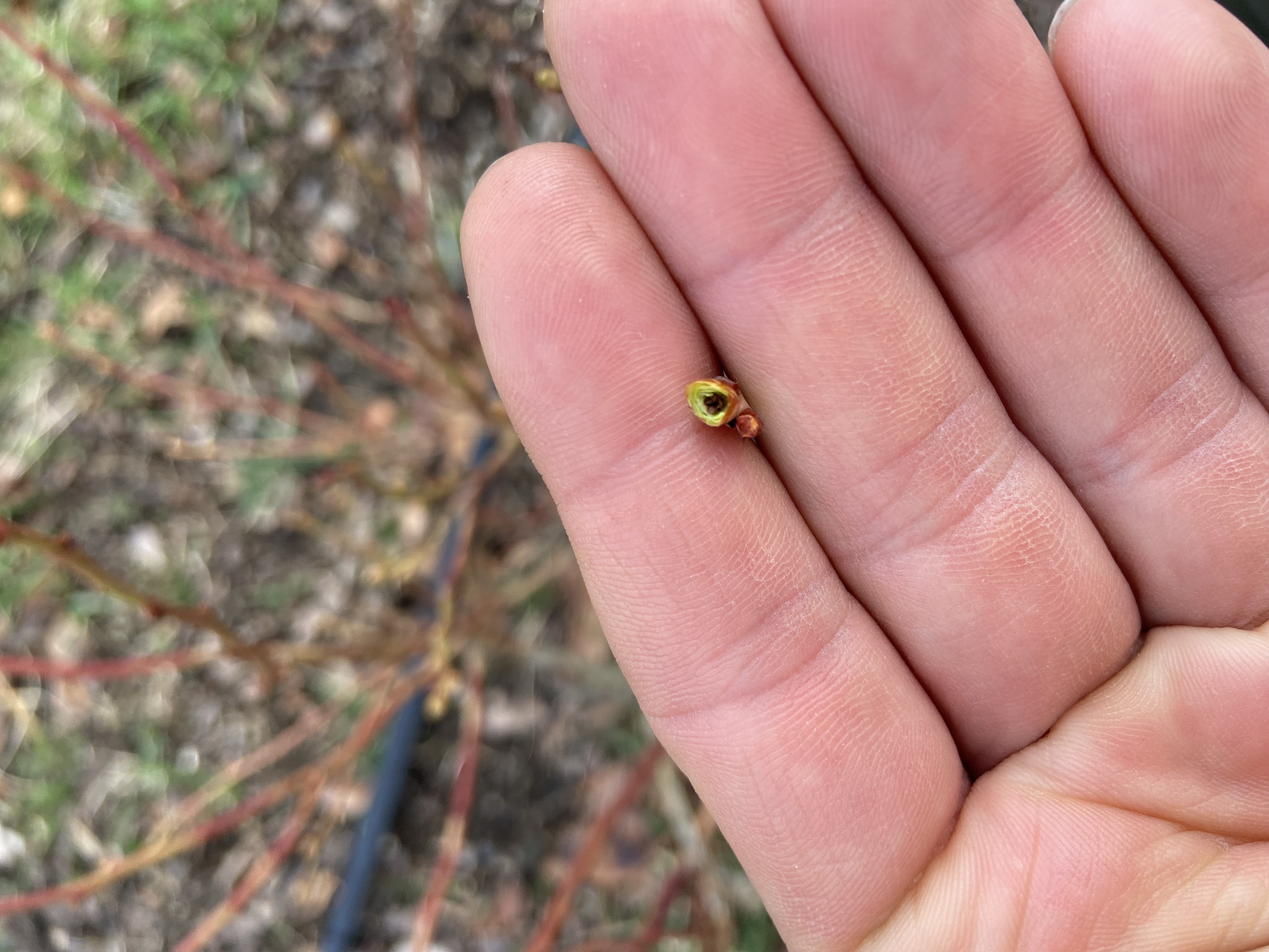 Bywa że pąki borówek już wyraźnie przemarzły