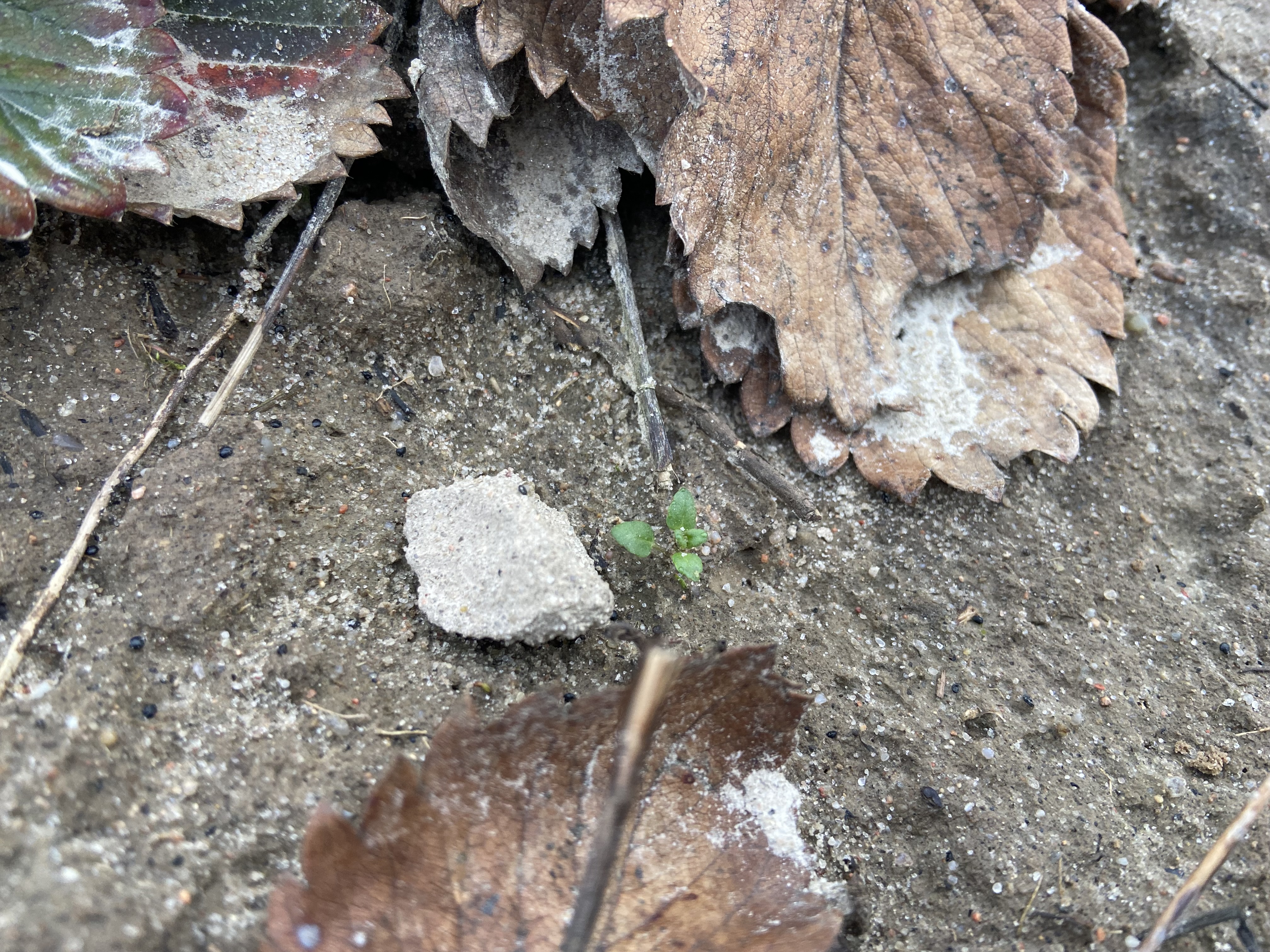 Nawet na z pozoru czystej plantacji znajdą się chwasty które mogą niebawem zcząć intensywny wzrost