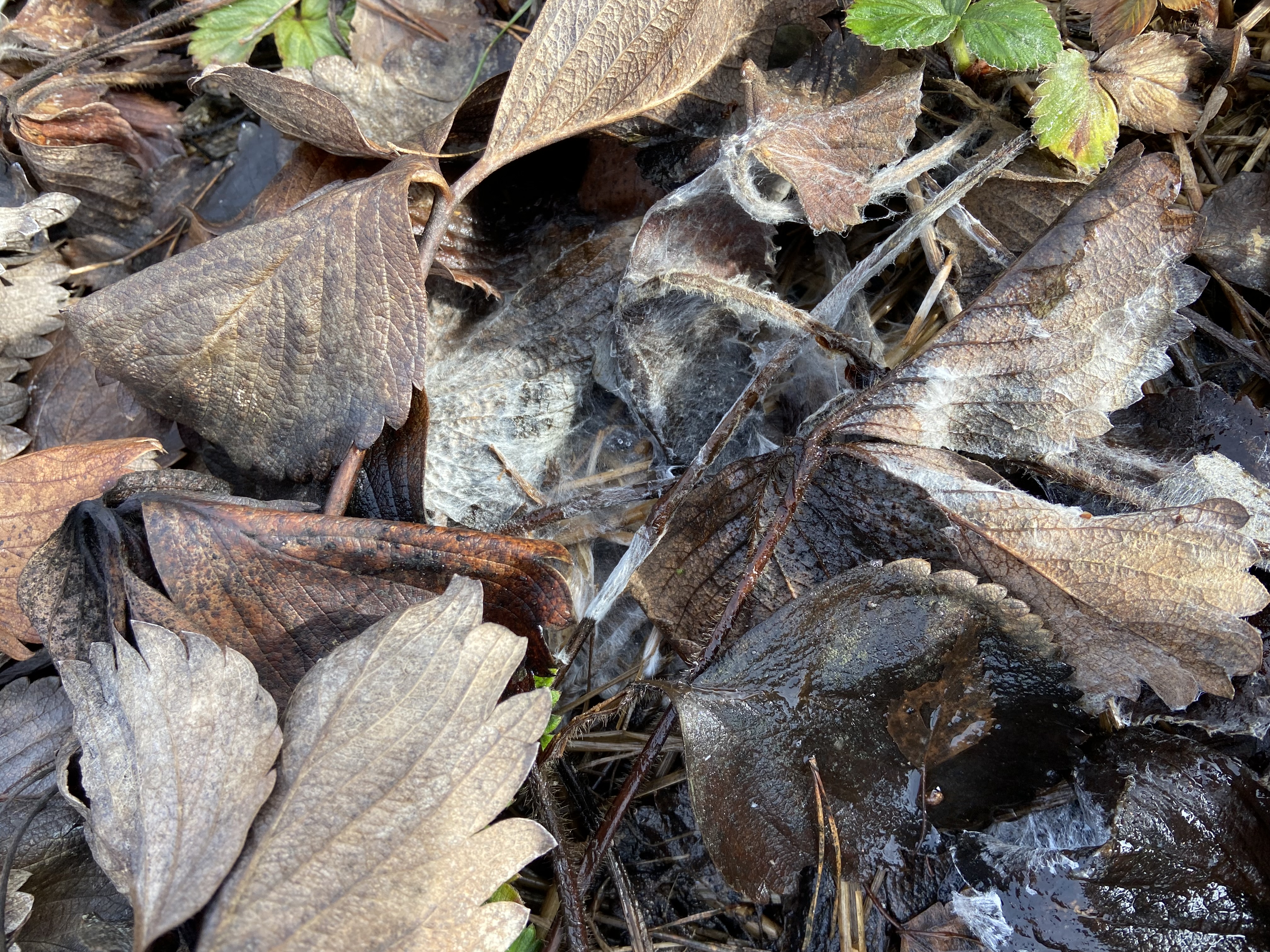 Suche liście i inne resztki roślinne mogą być źródłem patogenów