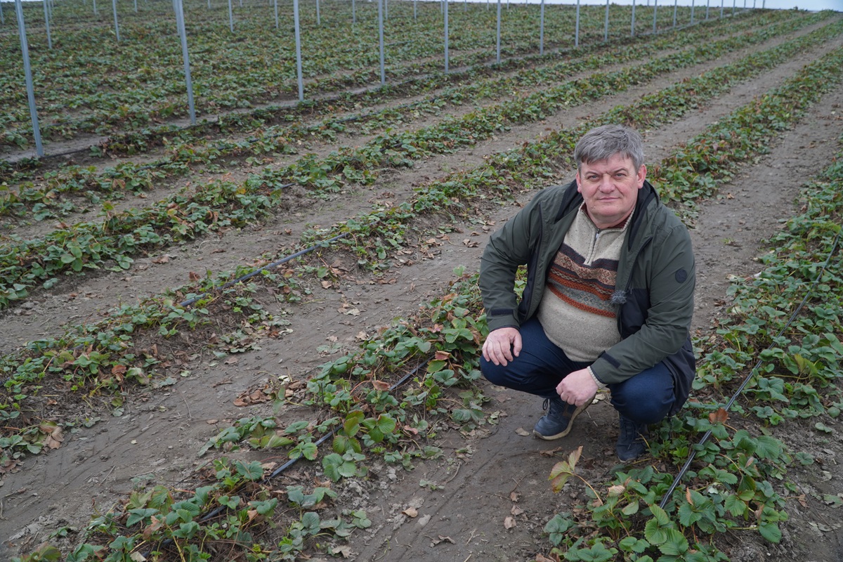 Komunikat dla truskawek, Zbigniew Marek 11.03.2024