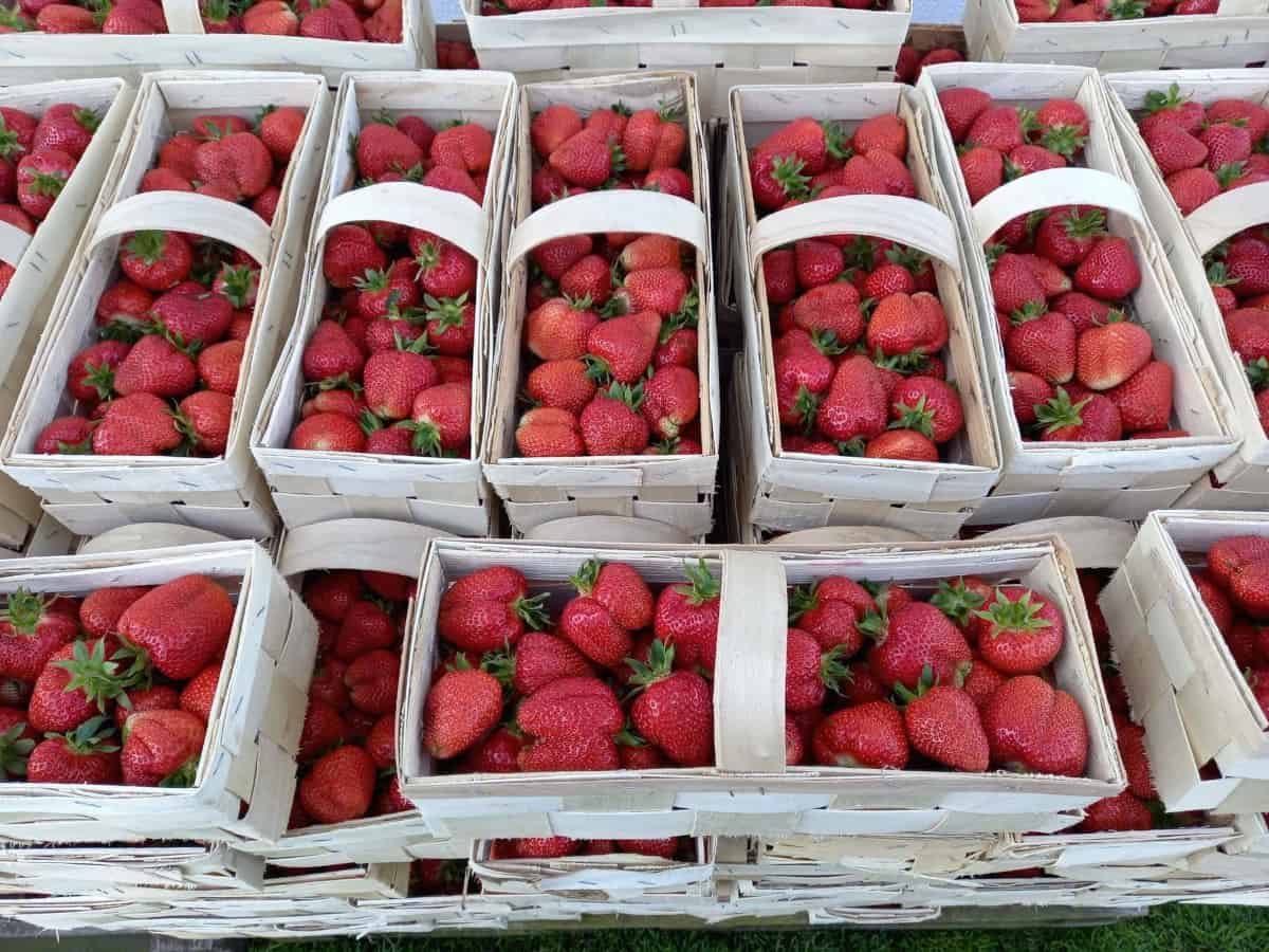 Ceny truskawek w hurcie