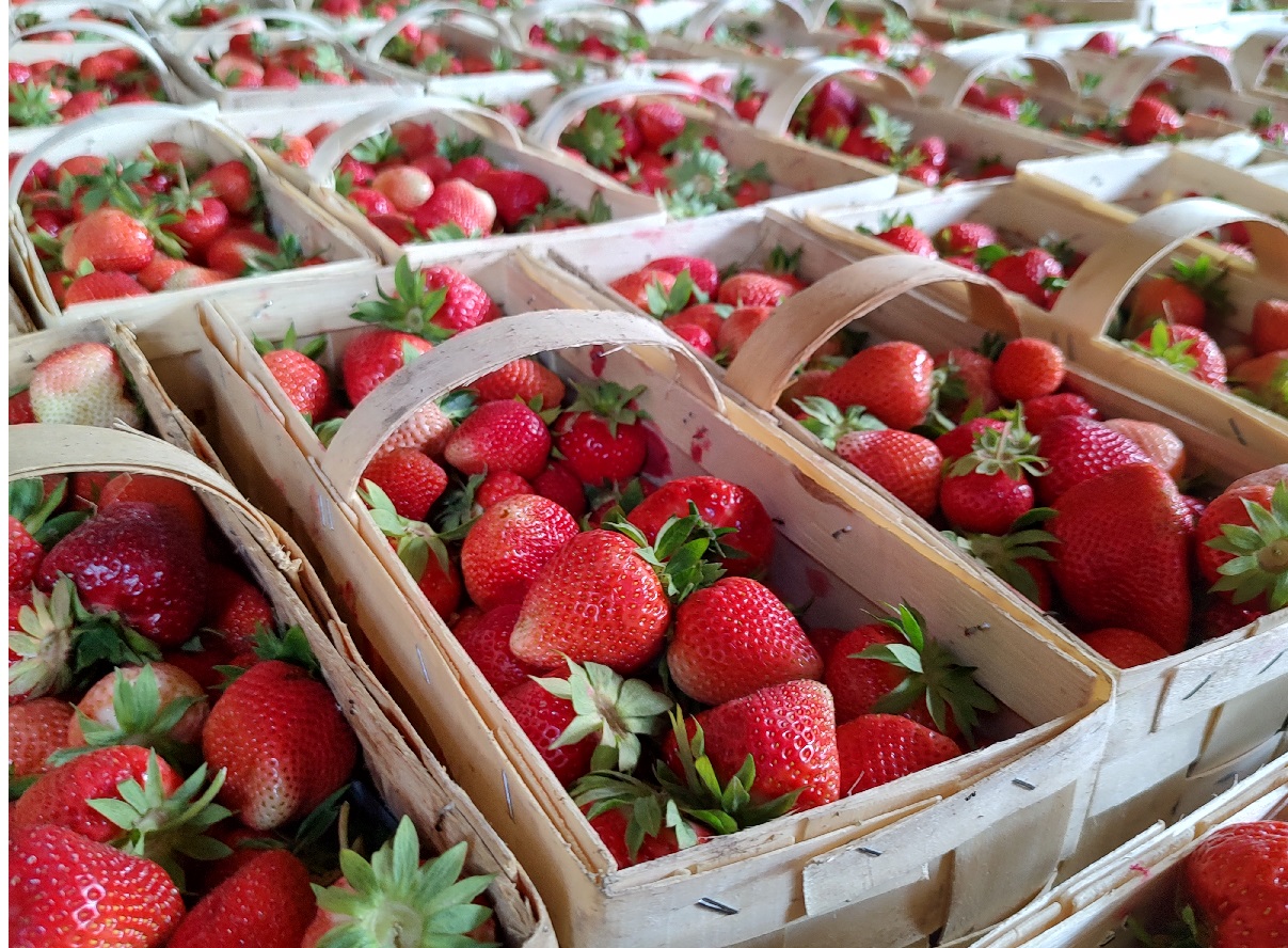 Ceny truskawek na Giełdzie Goławin 17.05.2024