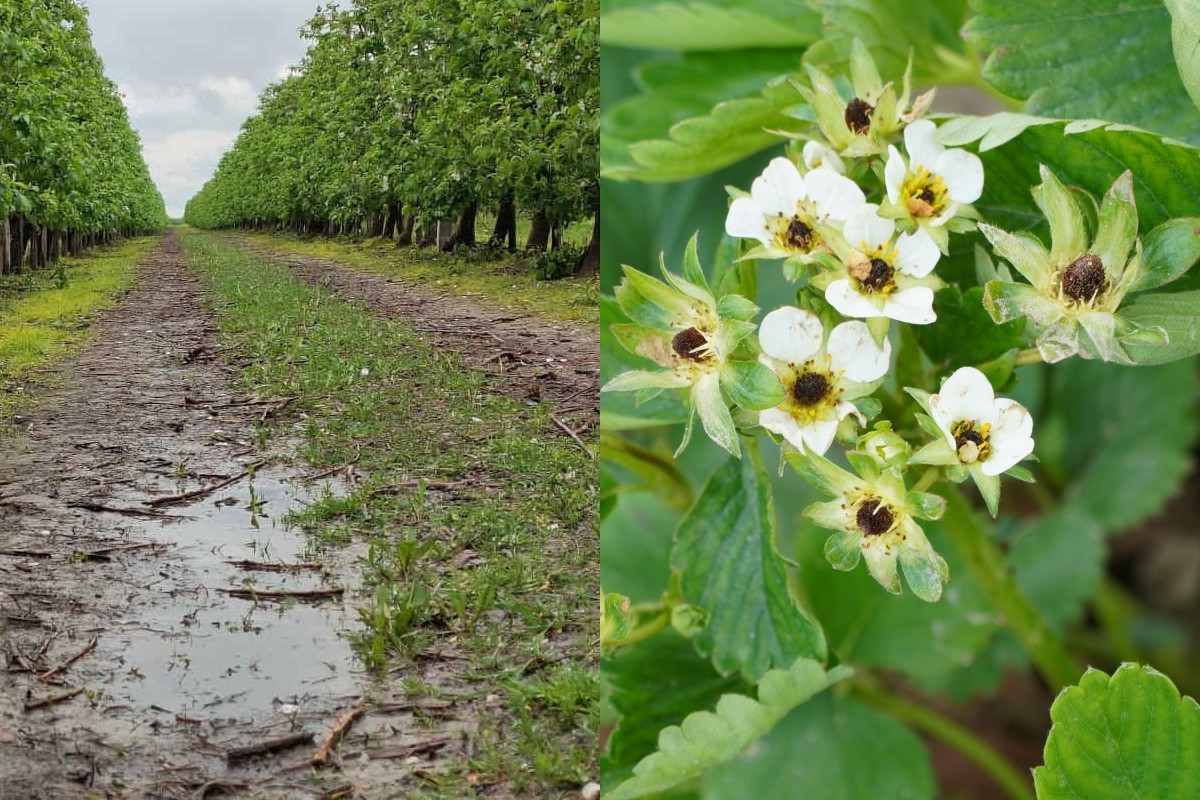 Wreszcie spadnie długo oczekiwany deszcz, ale mogą wrócić przymrozki...