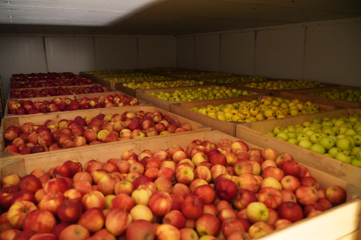 Ile jabłek zostało jeszcze w polskich chłodniach? 