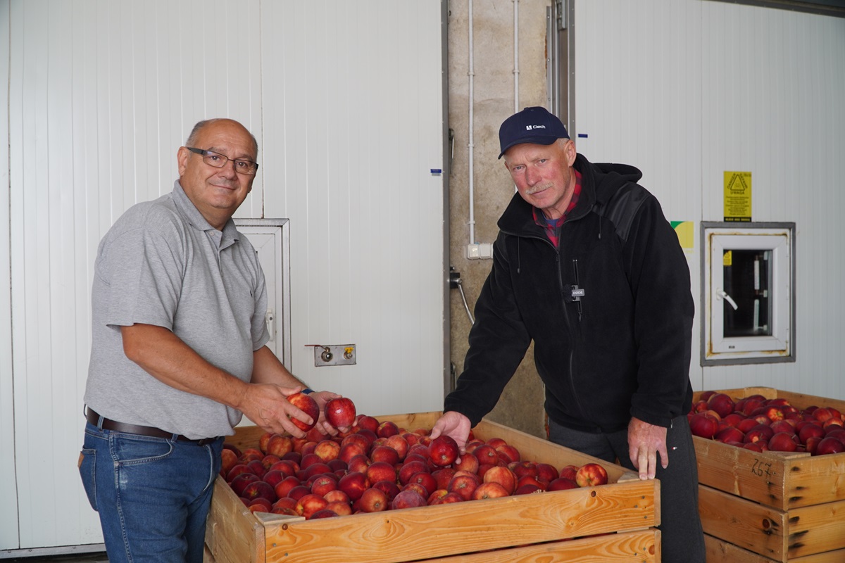 Efekty zamgławiania jabłek po 7 miesiącach