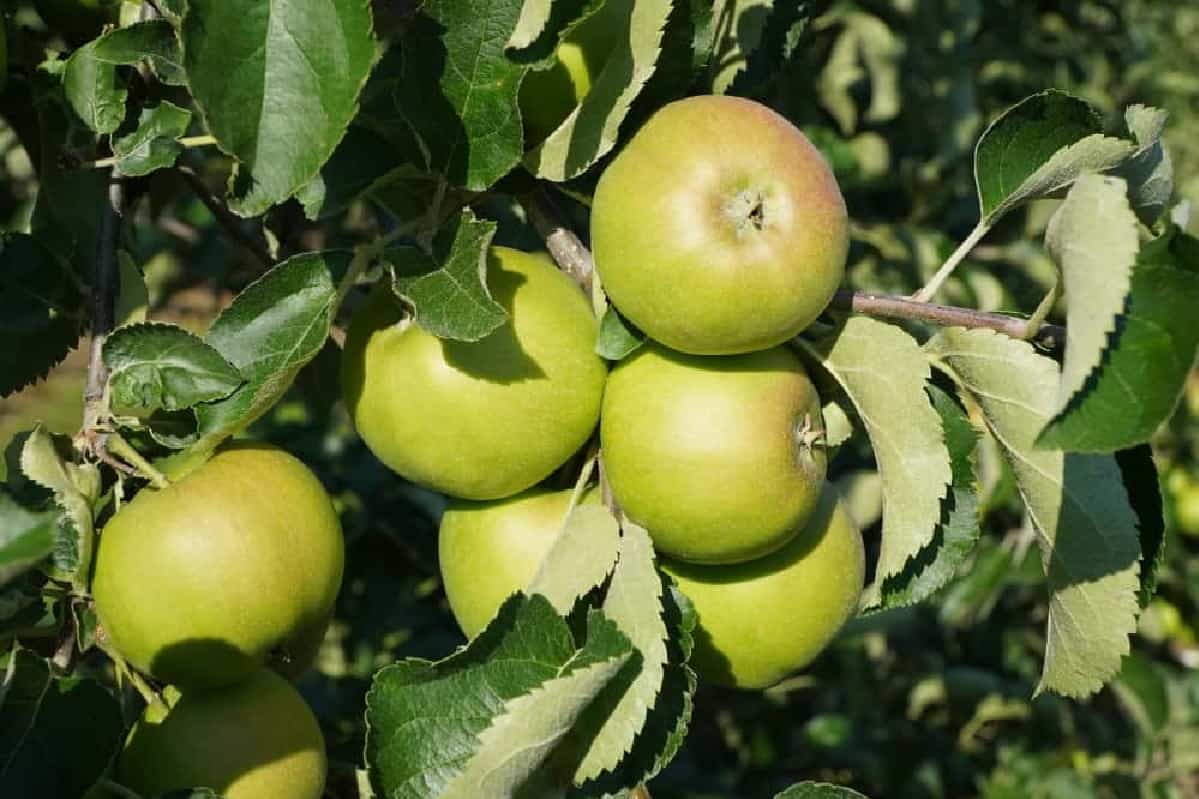 Nawożenie i wapnowanie w uprawach ogrodniczych – bezpłatne szkolenie on-line