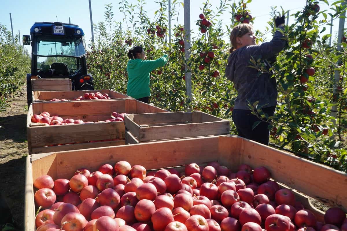 Zbierzemy nie więcej niż 3 mln ton jabłek
