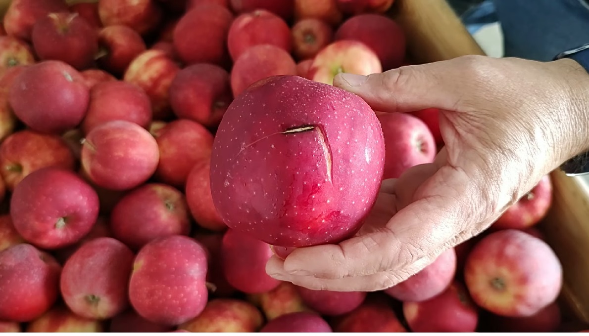 Zamgławianie owoców – skuteczność potwierdzona przez sadowników