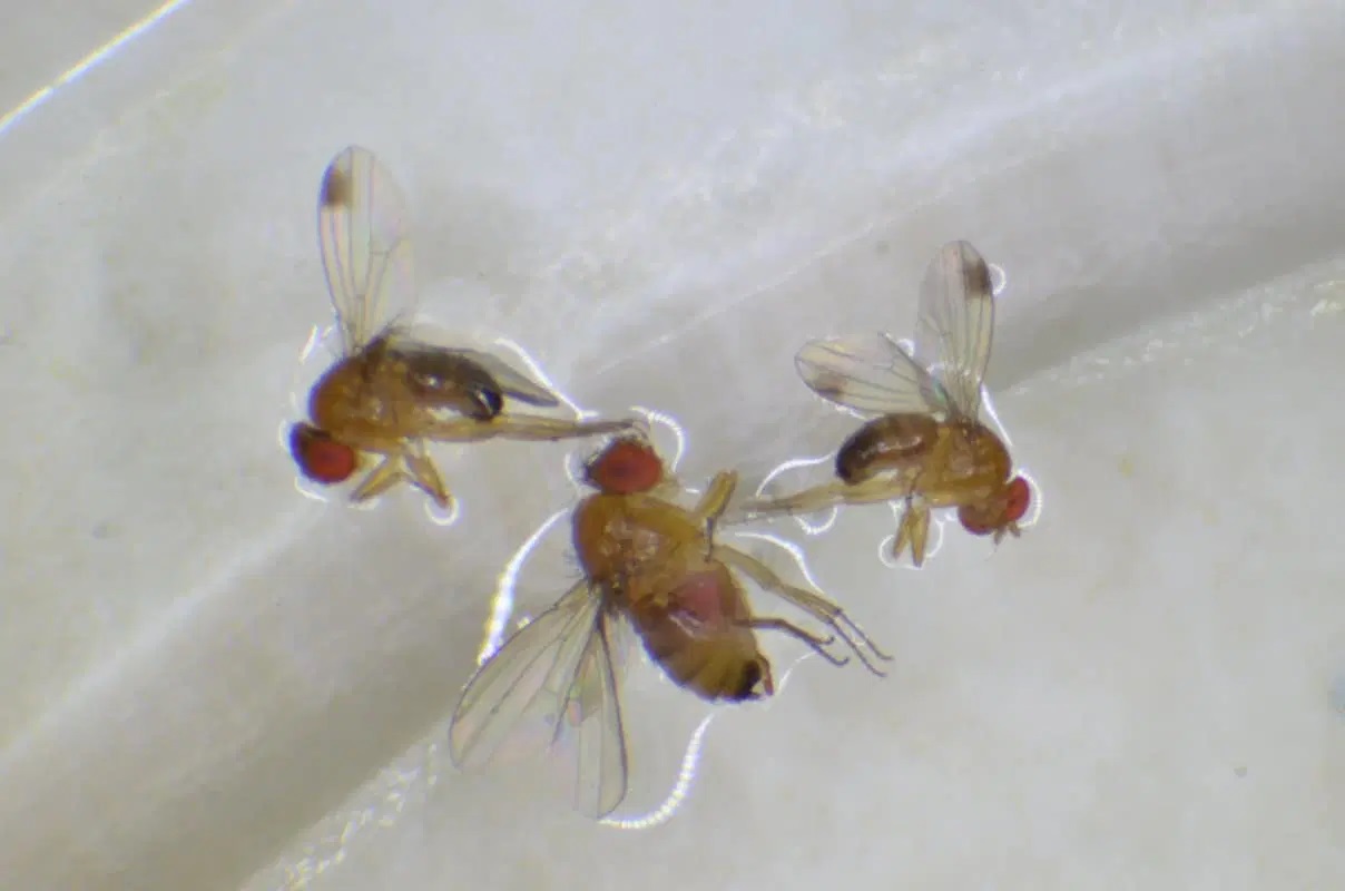 Przełom w walce z muszką plamoskrzydłą Drosophila suzukii