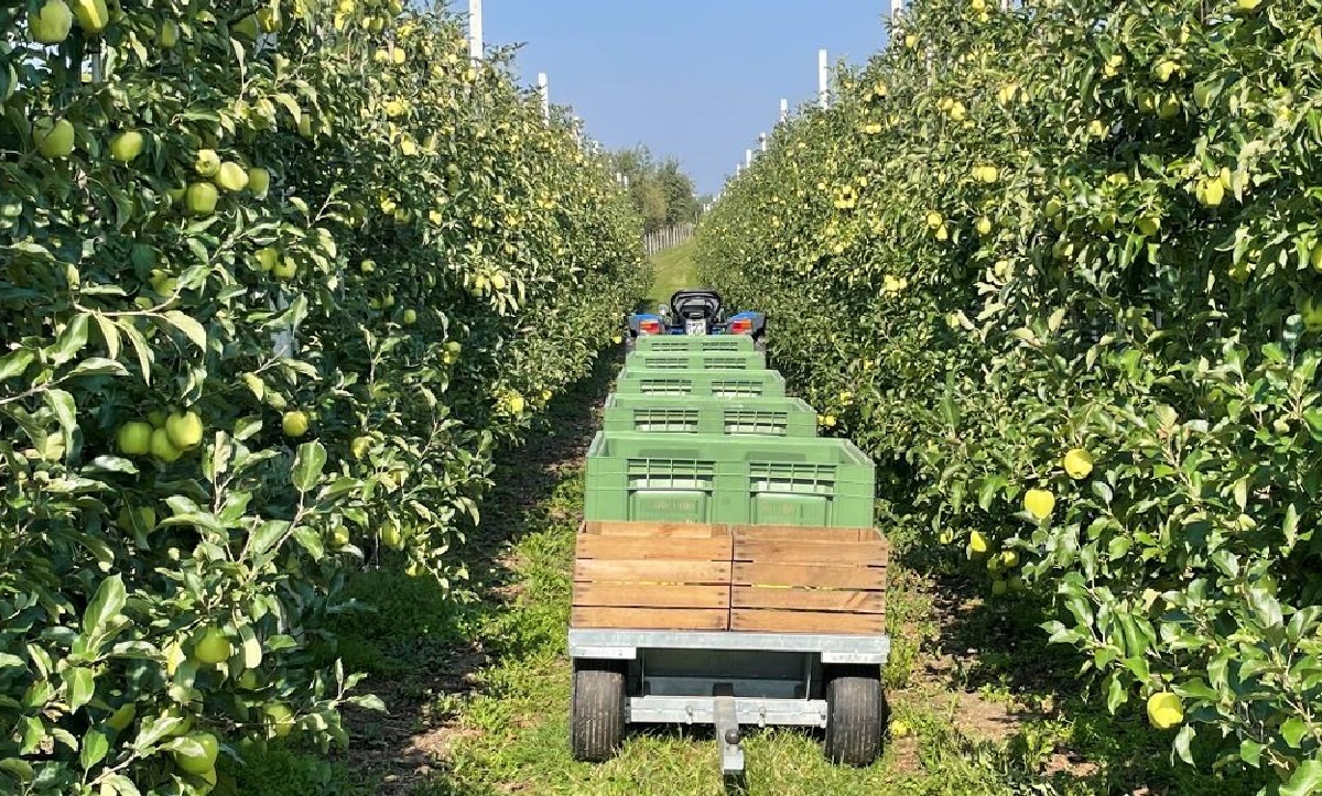 Zalecenia sadownicze UPL 19.09.2024