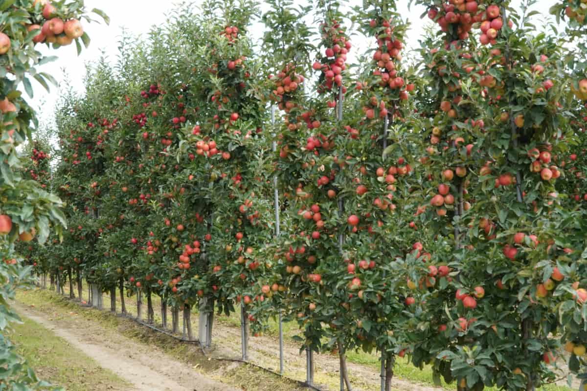 Rekordowe zbiory jabłek na Litwie: Sadownicy liczą na eksport do Polski