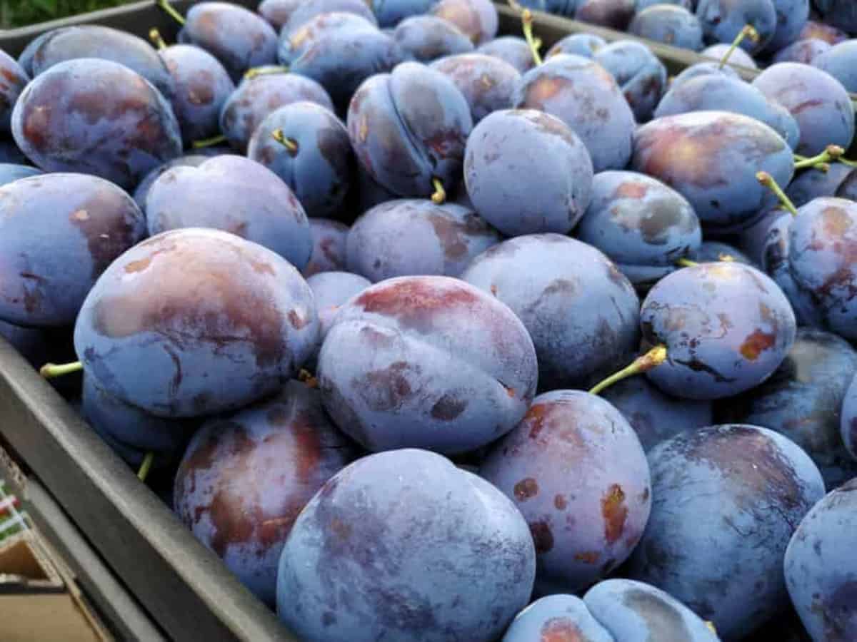 Mołdawia chce być sadem Unii Europejskiej