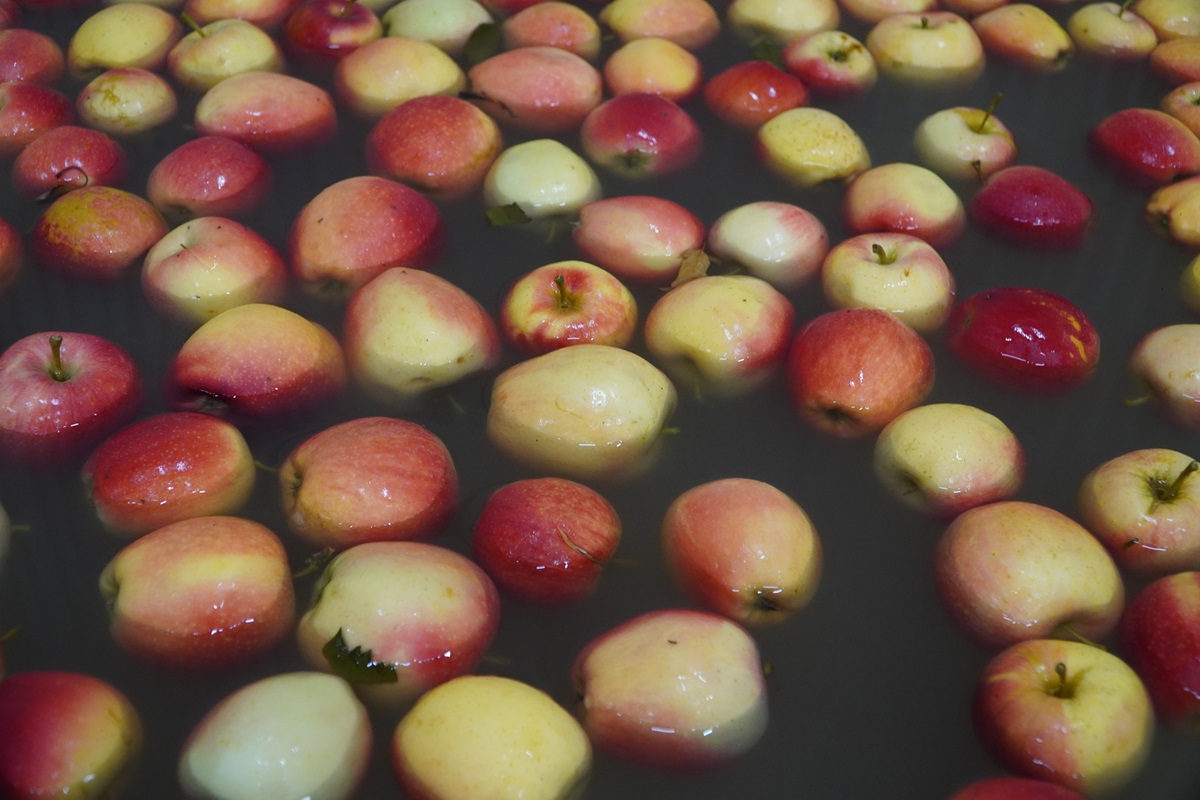 Średnia cena jabłek w UE 