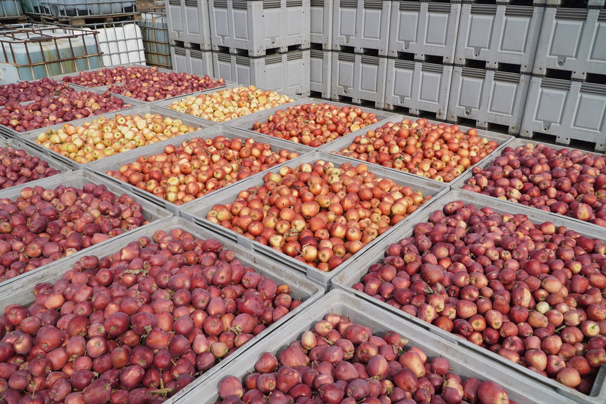 Ceny jabłek przemysłowych w górę. Przetwórcy konkurują o dostawców 