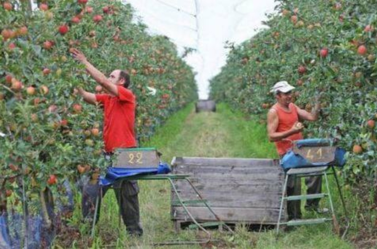 Nie tylko Ukraińcy potrafią zrywać jabłka
