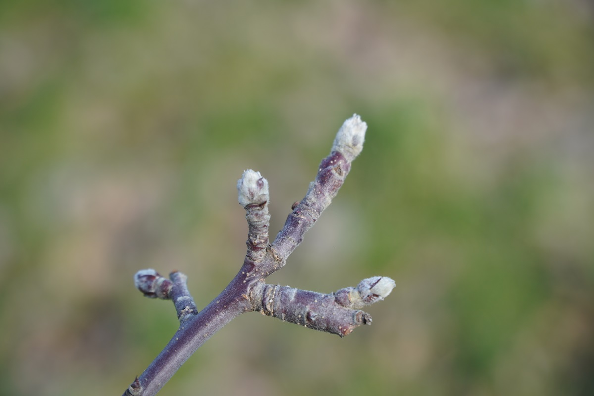 Marzec przywita nas wiosenną aurą, później ochłodzenie i mróz