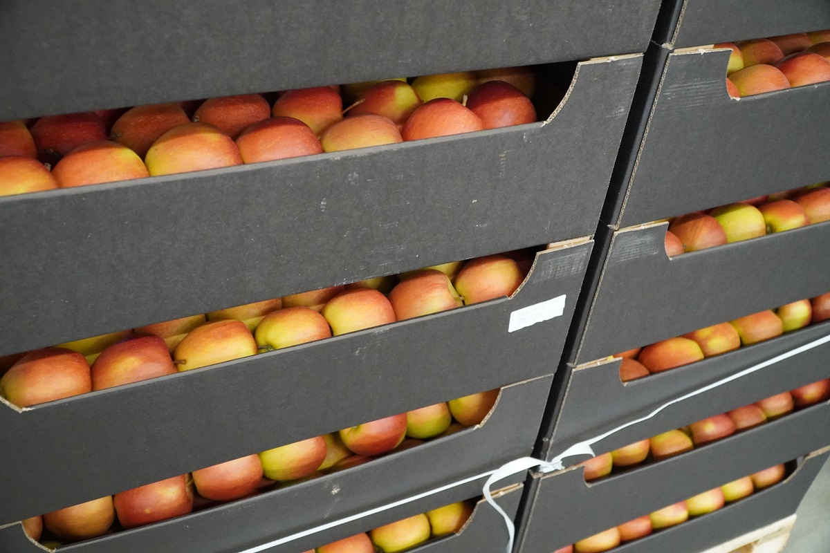 Ile mogą kosztować jabłka?