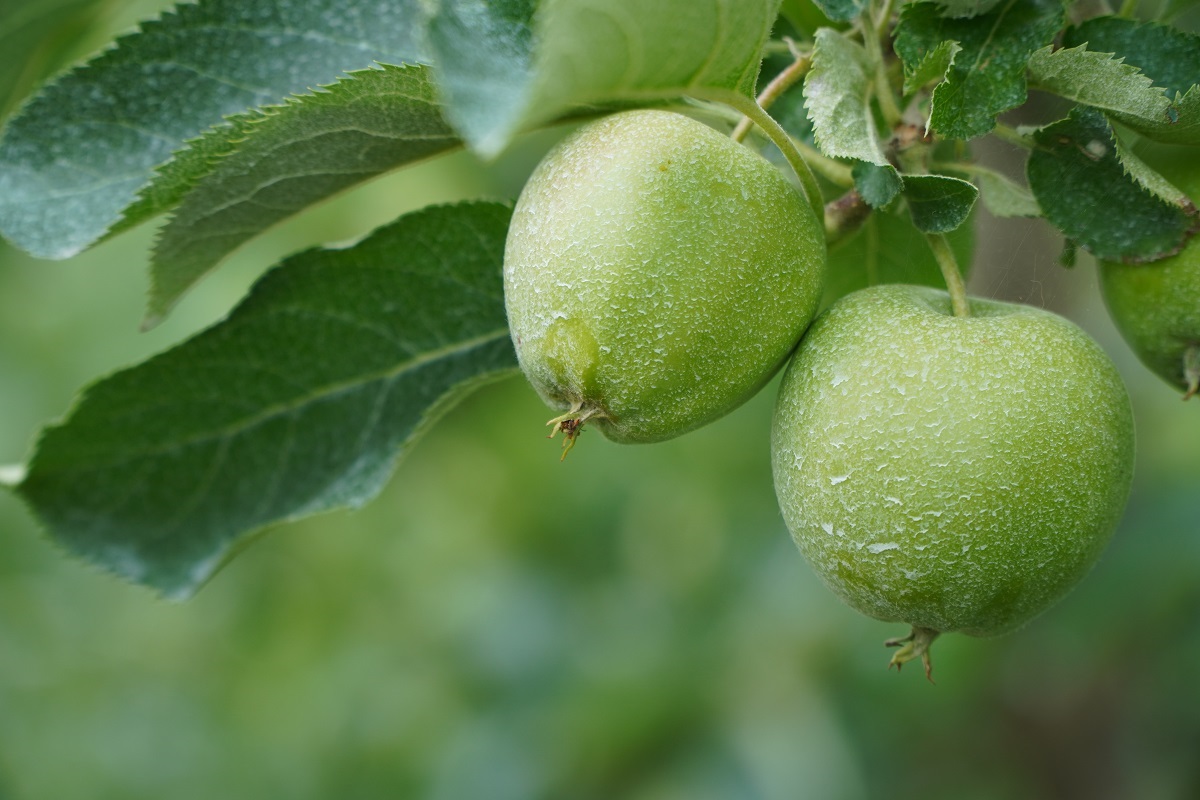Nowe zagrożenia fitosanitarne dla polskich sadów i plantacji