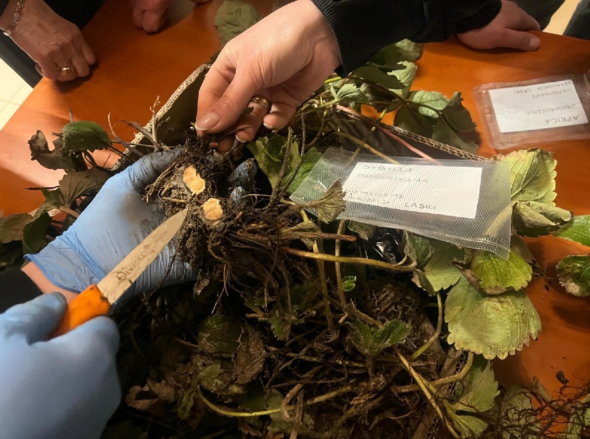 Przezimowanie truskawki – short informacji od PROCAM 