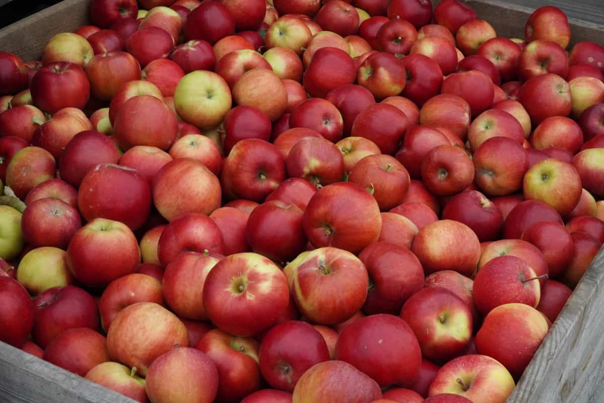 Białoruś chce wyeliminować import jabłek 