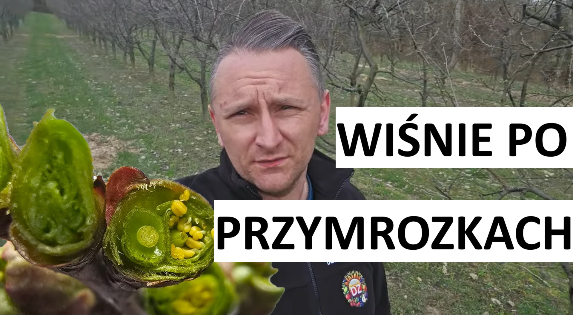 Wiśnie po przymrozkach i rak bakteryjny, 09.04.2025