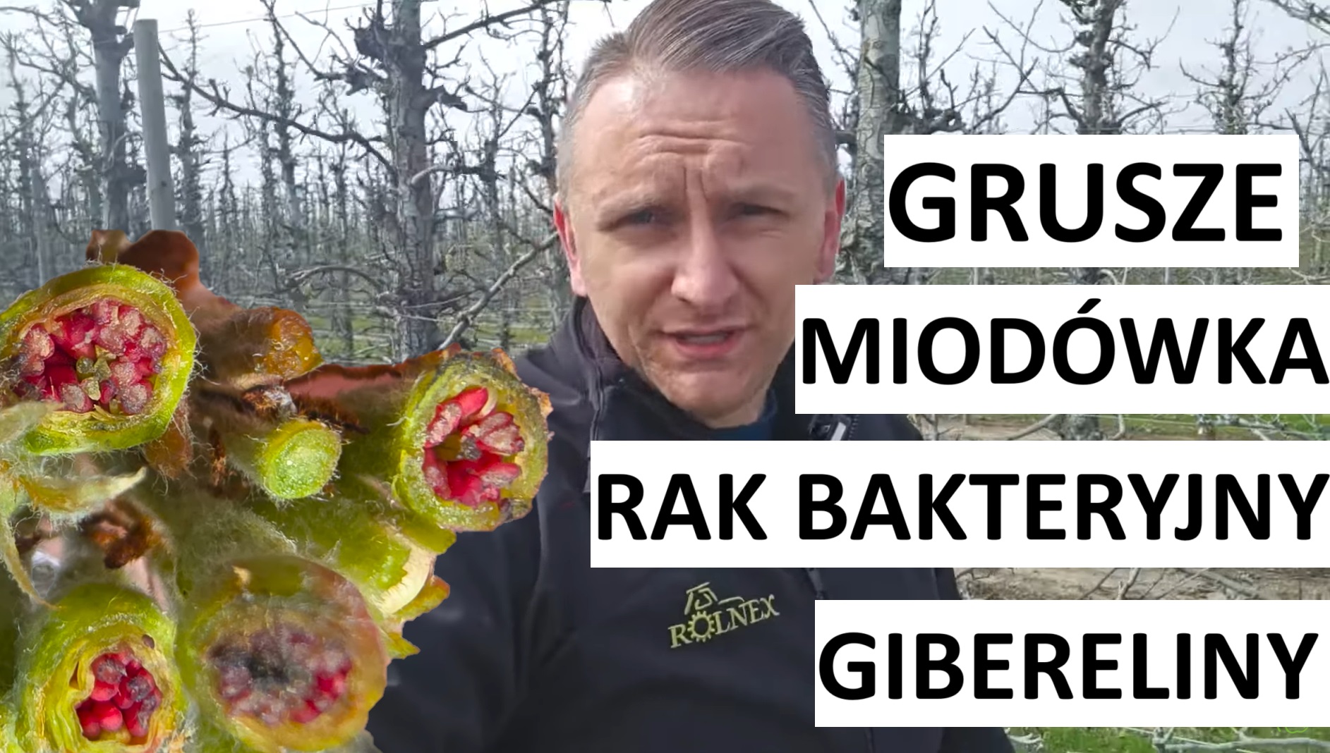 Grusze: rak bakteryjny, miodówka i... gibereliny