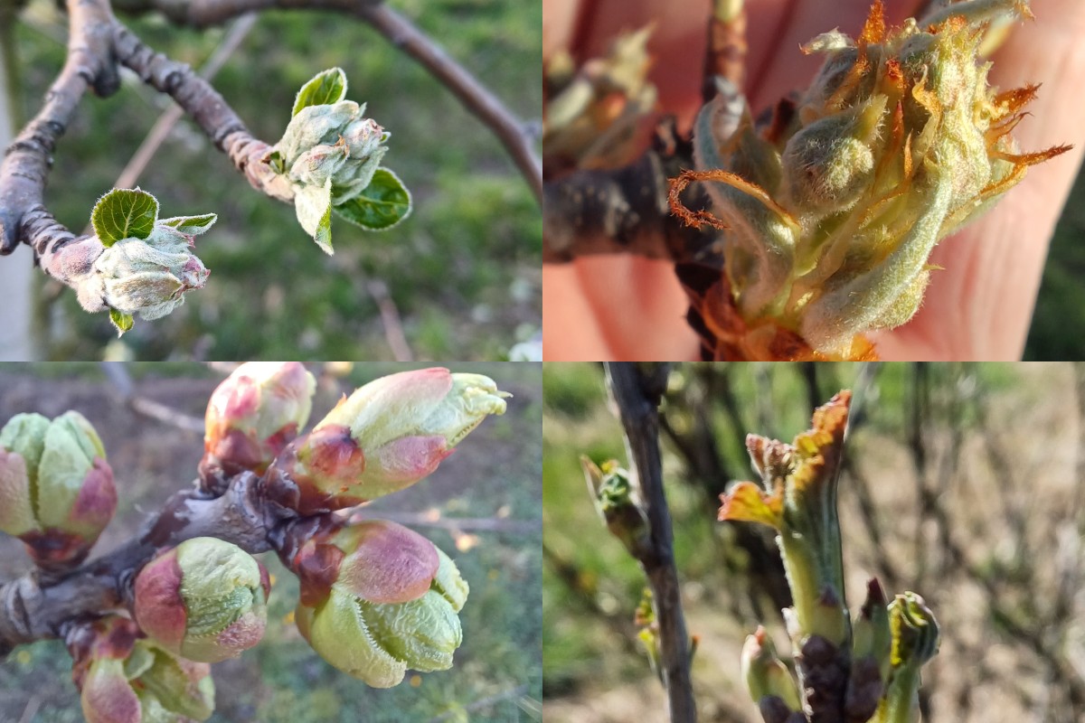 Aktualna sytuacja w sadach przed wystąpieniem przymrozków