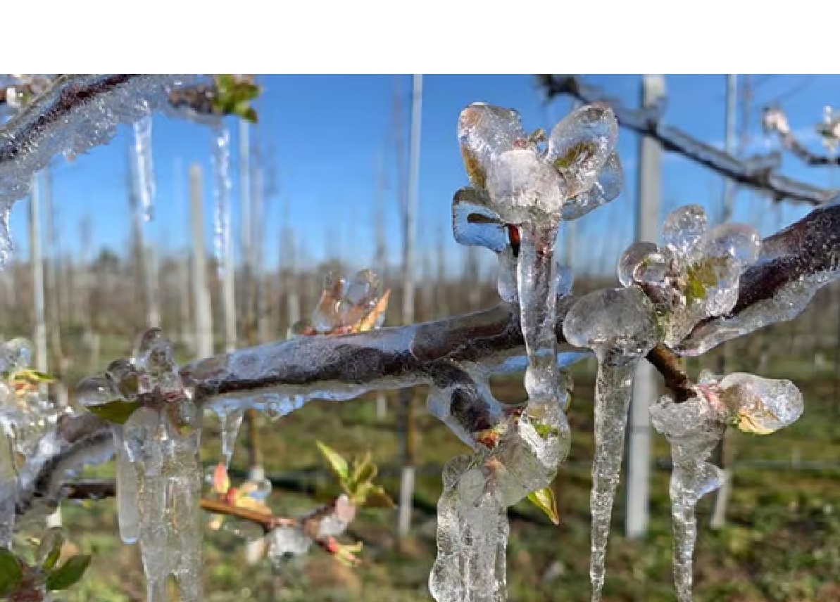 Czy sadownicy pogłębili sobie straty?