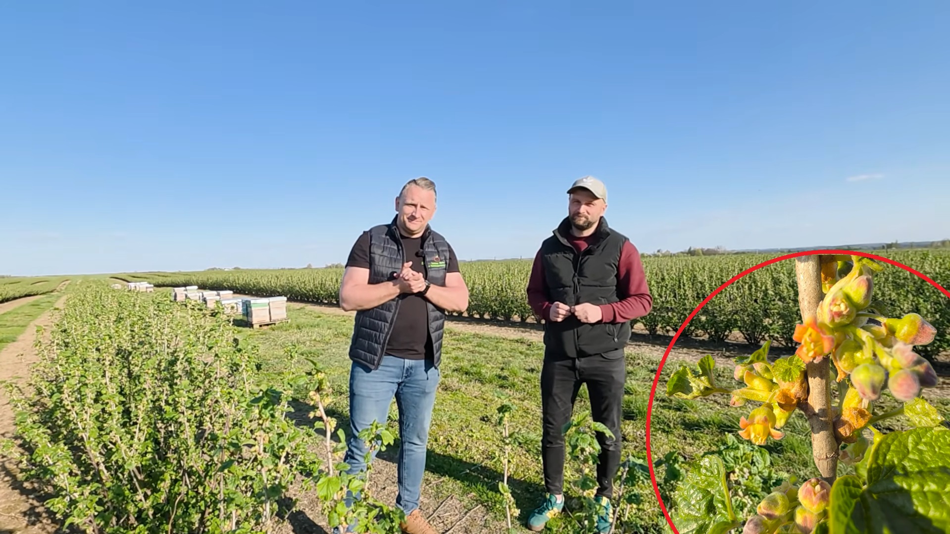 Porzeczka kwitnie – kluczowe zabiegi na plantacji