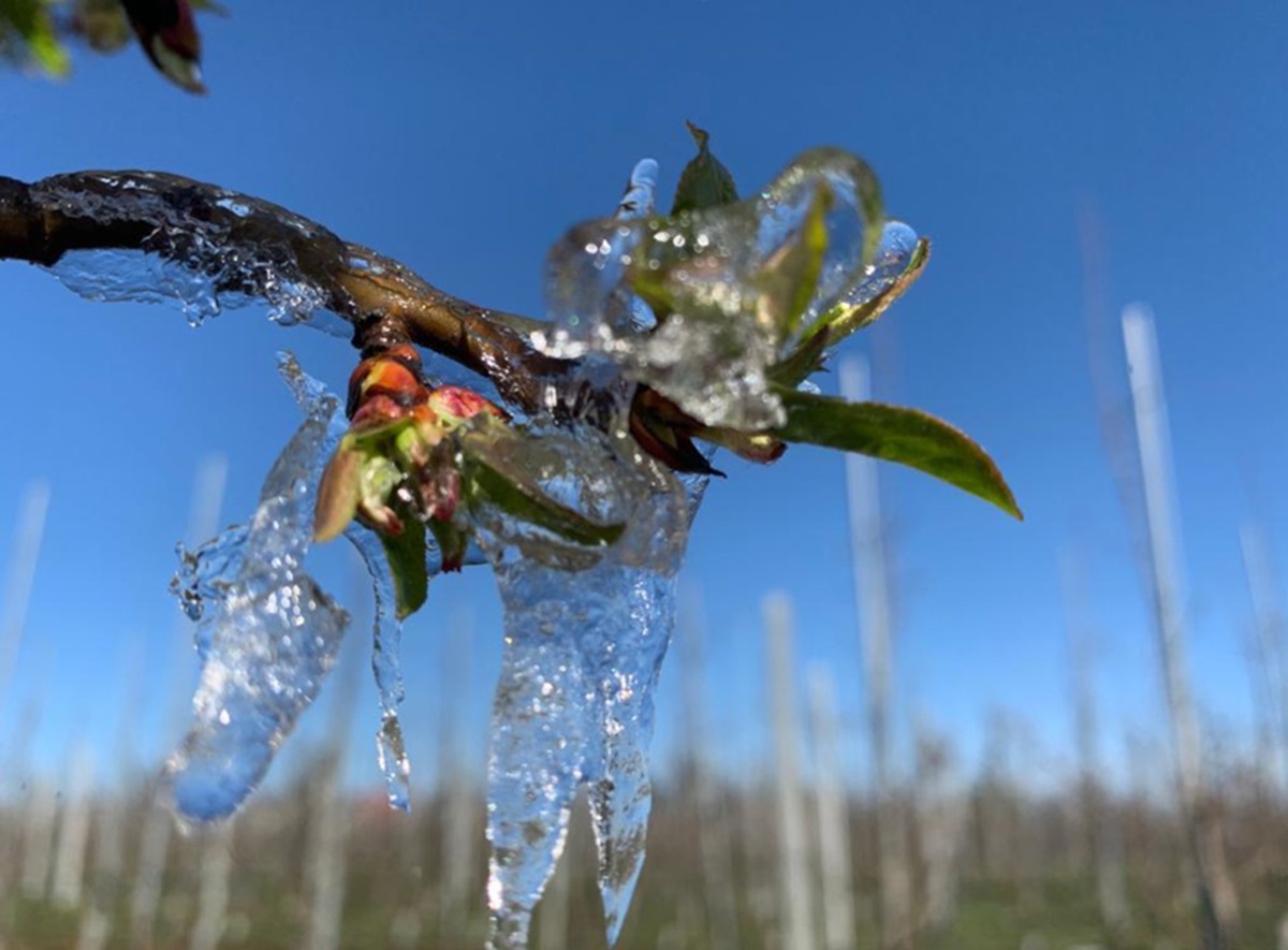 Przymrozki: gdzie spodziewać się największych spadków temperatur?