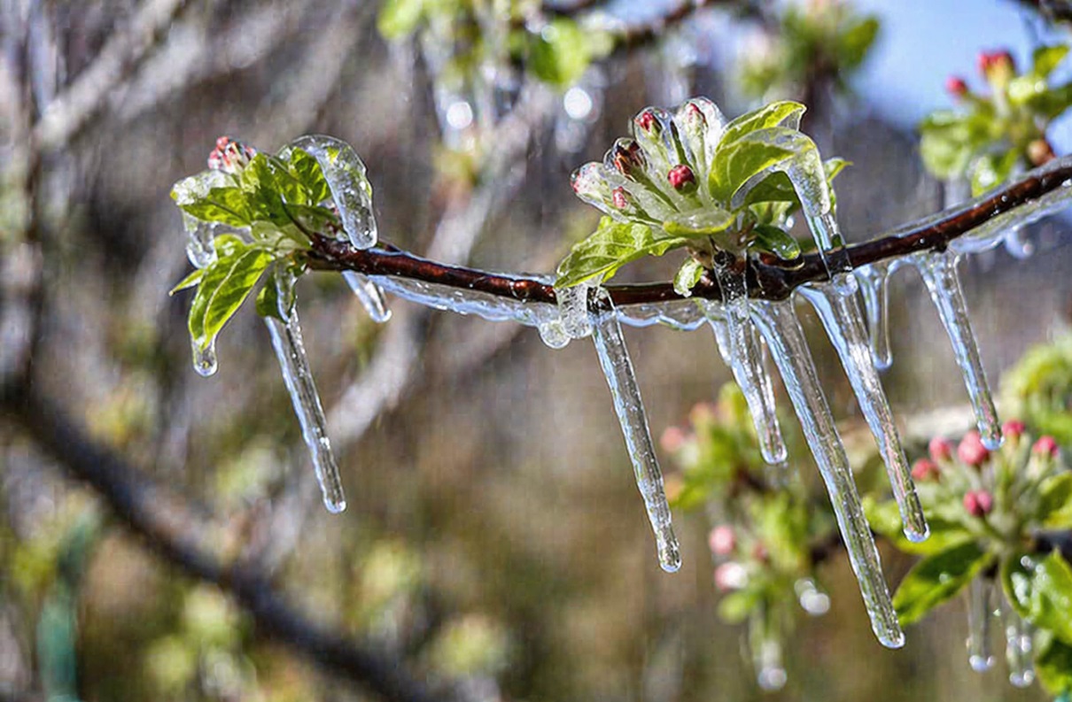 Powrót przymrozków i wyraźne ochłodzenie od poniedziałku