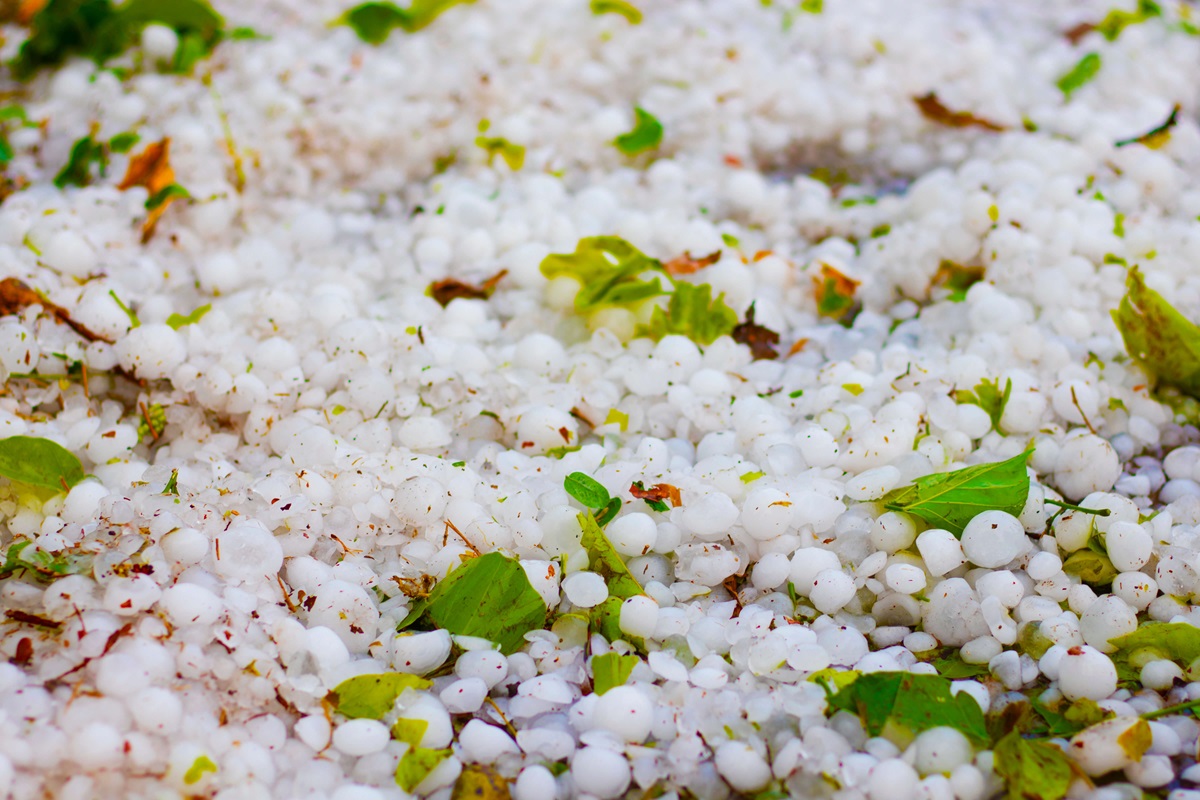 Jak zabezpieczyć rośliny po gradobiciu przed infekcjami wtórnymi?