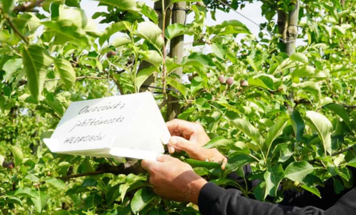 Owocówka jabłkóweczka – kluczowy moment ochrony 