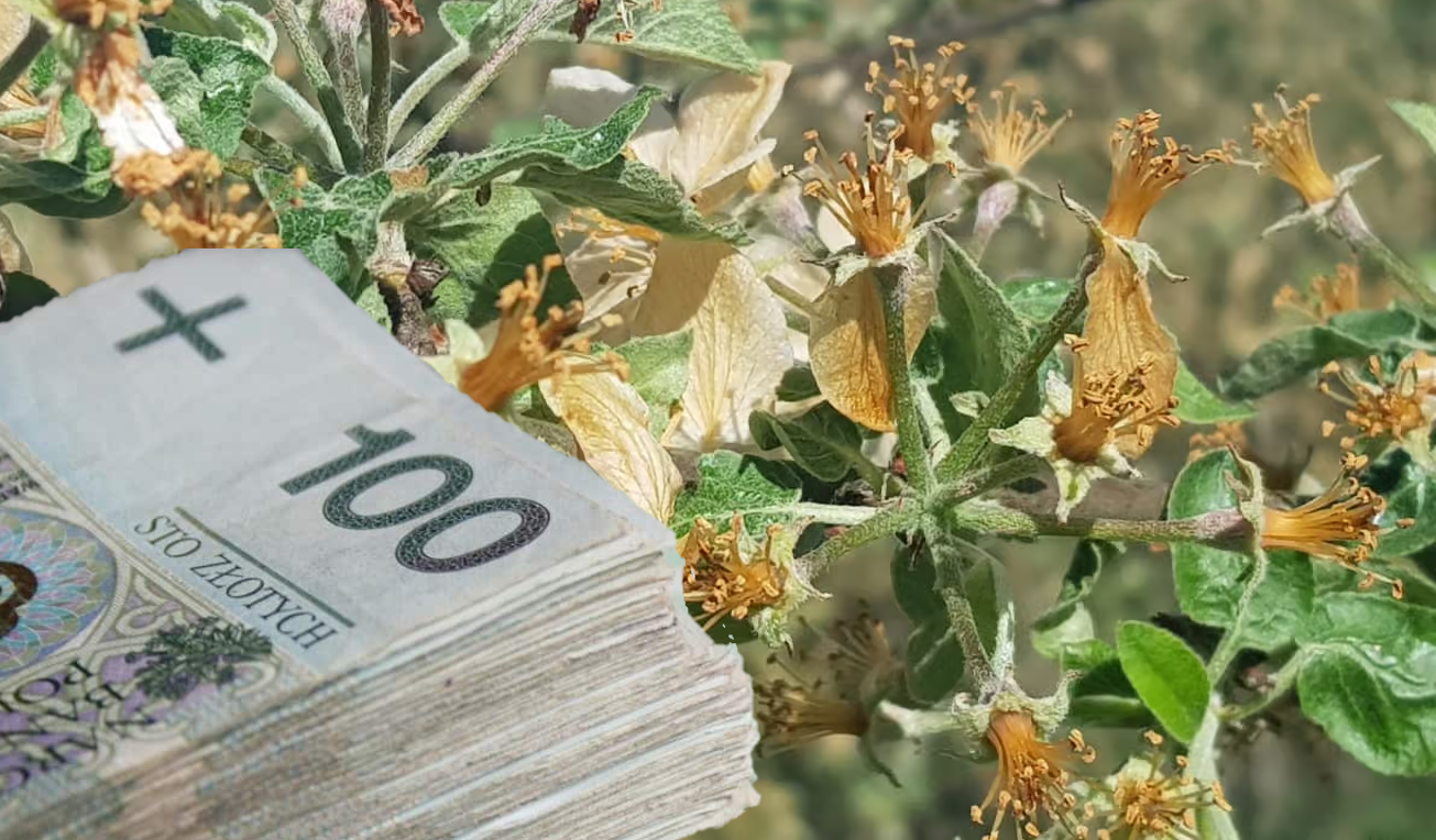 Zapomoga czy konkretna pomoc? Na jaką pomoc mogą liczyć rolnicy 