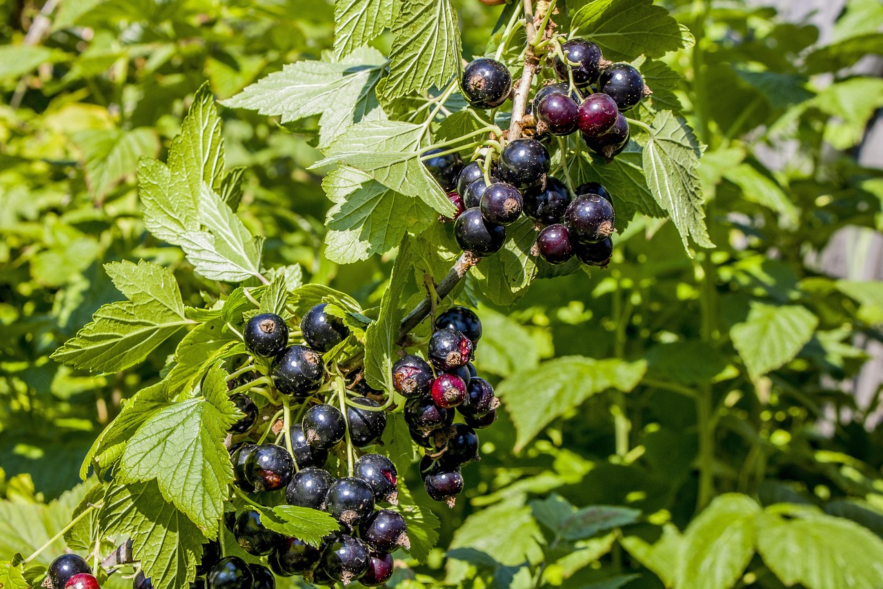 Nielegalne porzeczki? Ostrzeżenie dla plantatorów i przetwórców